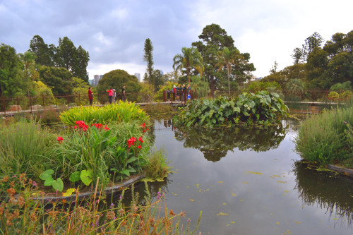 Jardin botanique avec technique de phytoremédiation à Melbourne. Crédit : Catalina Dobre