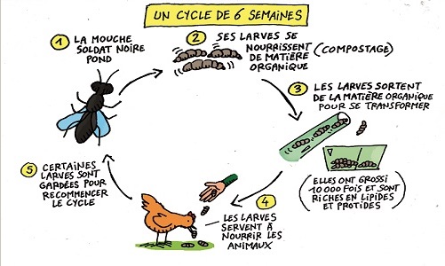 Les insectes du compost - Ceercle